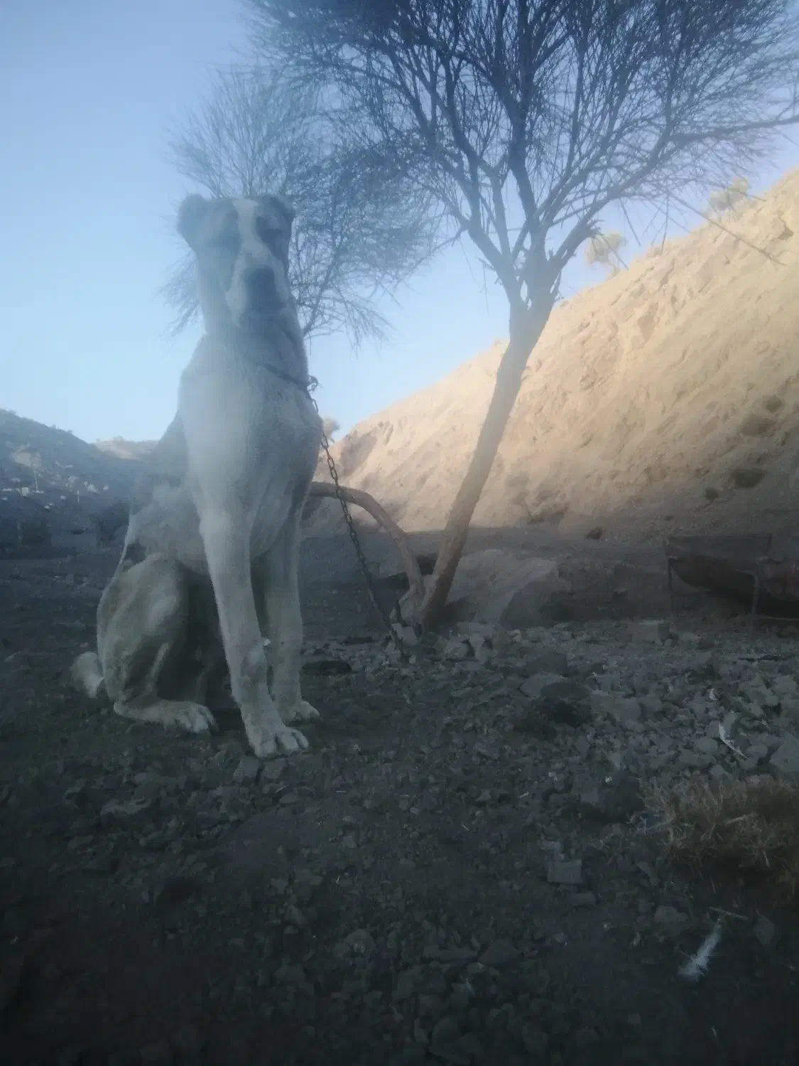 توله‌ها سرابی افغان|سگ|کرمان, |دیوار