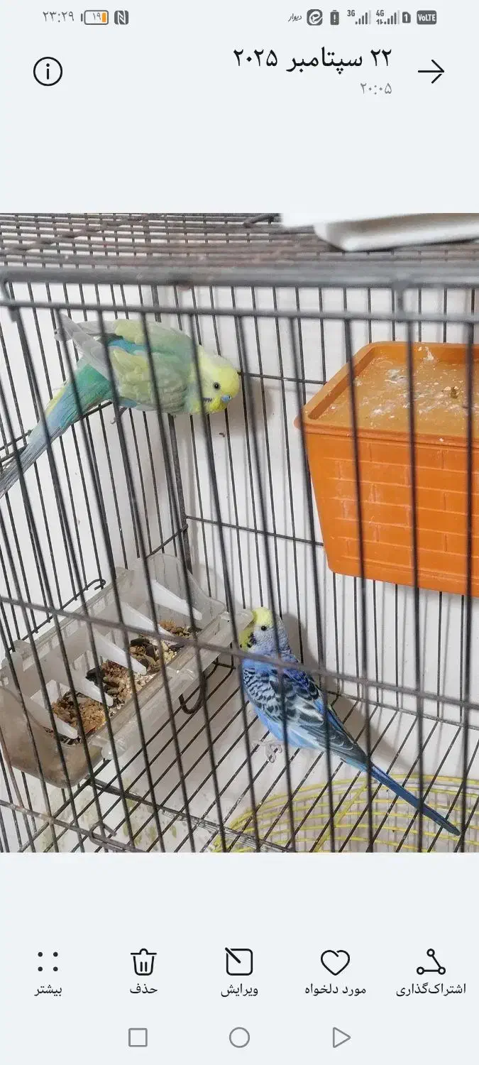 وایت فیس|پرنده|قیدار, |دیوار