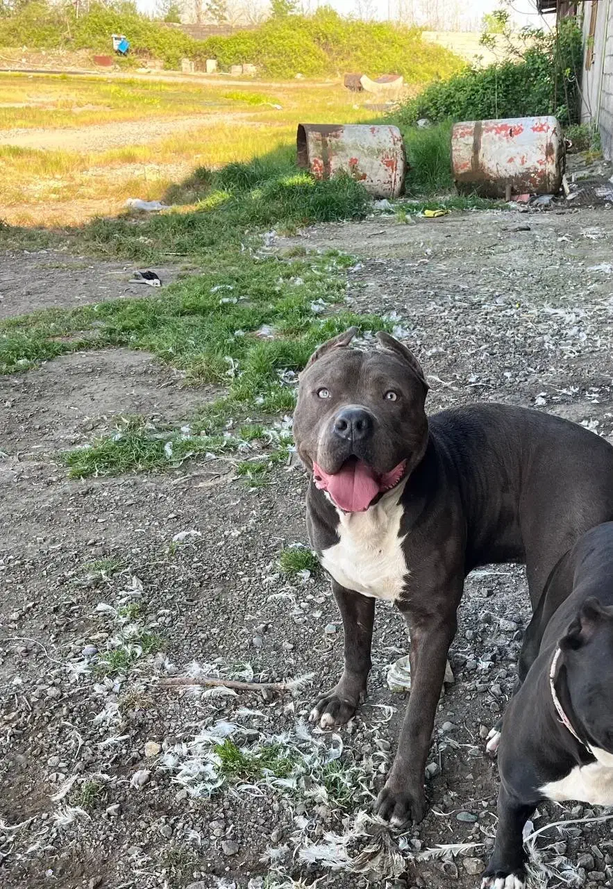 پیتبول امریکن بولی|سگ|بندر انزلی, پیل علی باغ|دیوار