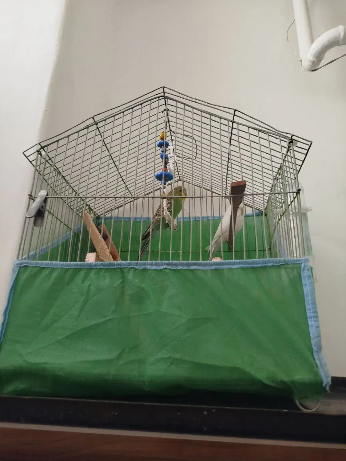 مرق عشق|پرنده|میانه, |دیوار