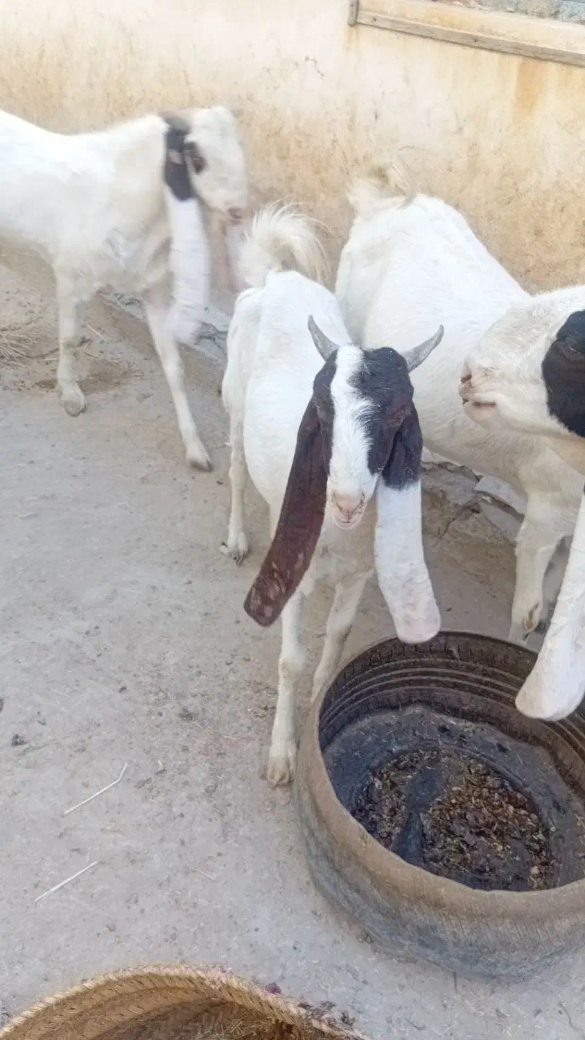 بز ماده شیری|حیوانات مزرعه|هیدوچ, |دیوار