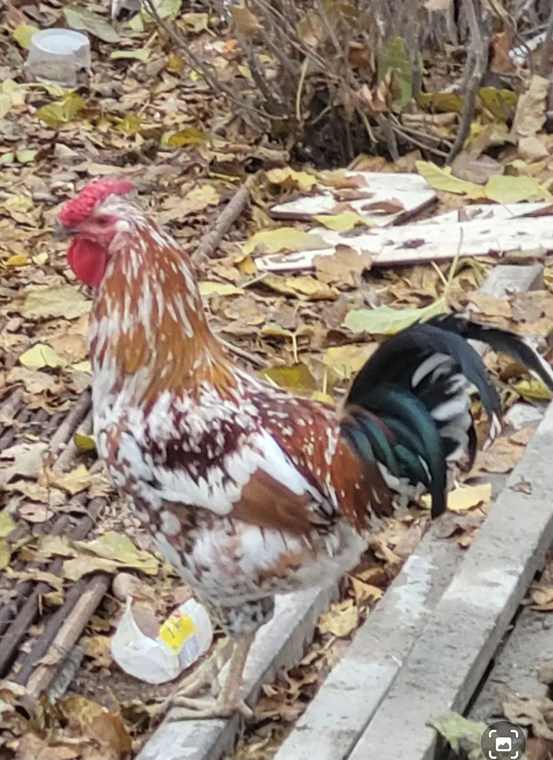 خروس چهل تاج گلین|حیوانات مزرعه|فردیس, سپید دشت|دیوار