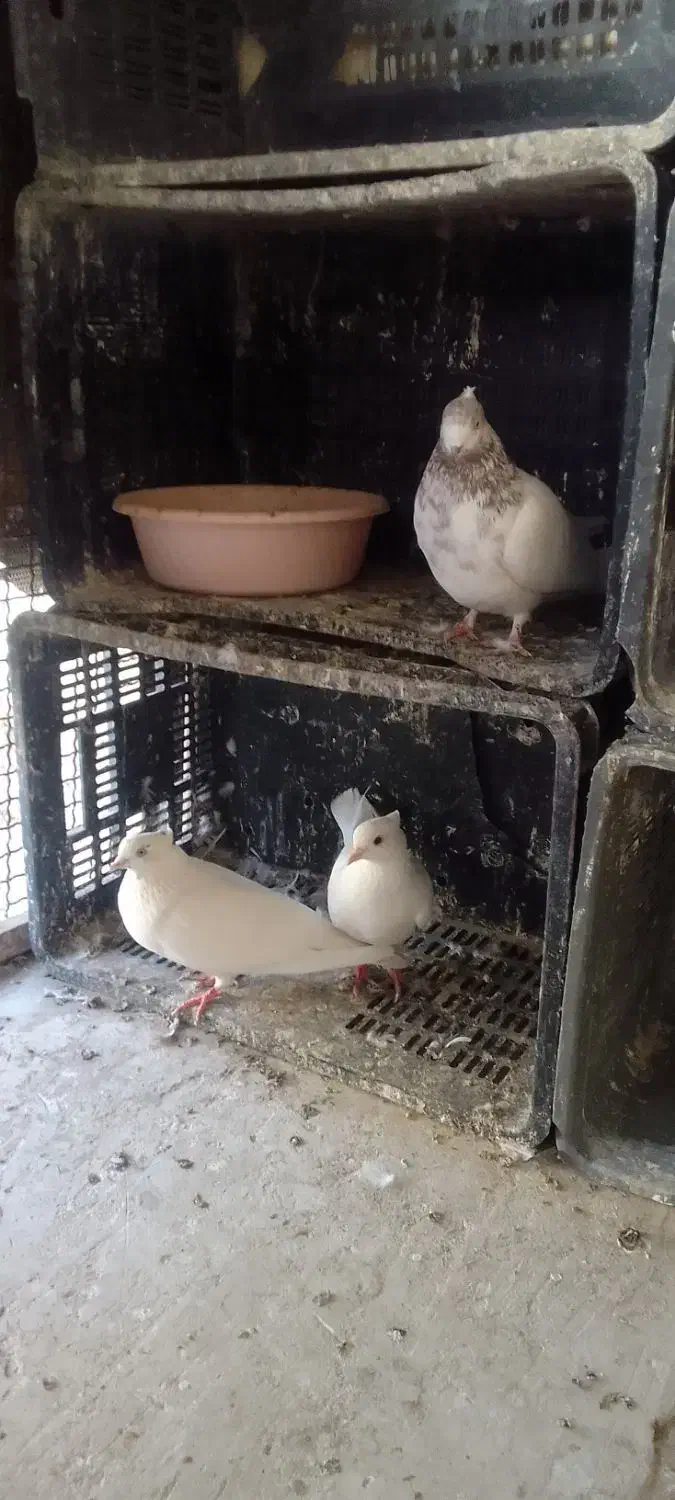 تعداد ۴کبوتر فروشی|پرنده|شاهرود, |دیوار