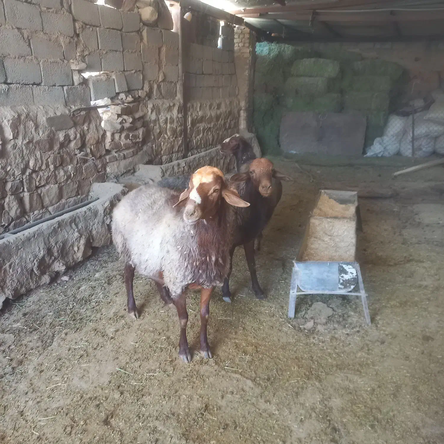 دو عدد شک ورن داشتی|حیوانات مزرعه|کوهدشت, |دیوار