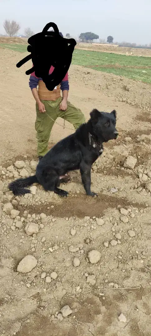 واگذاری سگ قدرجونی|سگ|اصفهان, شهرک کوثر|دیوار