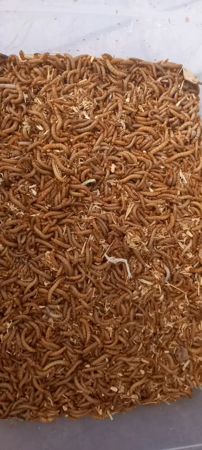 کرم میلورم|لوازم جانبی حیوانات|رفسنجان, |دیوار