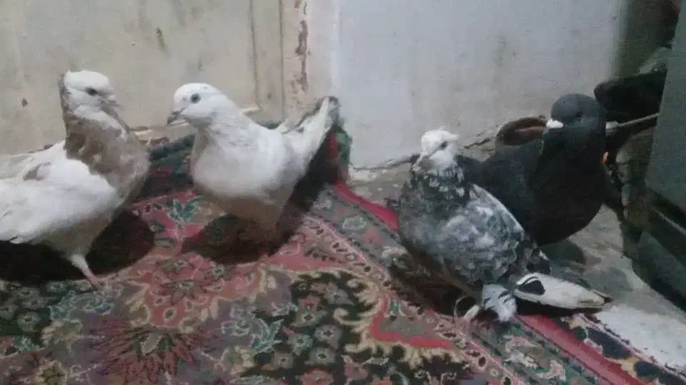 کبوتر دورک تک پر رنگی طوقی|پرنده|رامیان, |دیوار