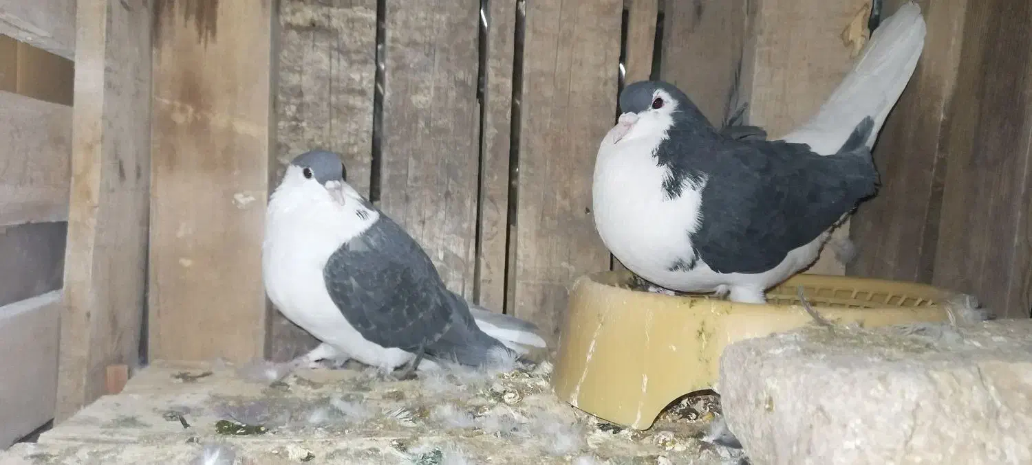 شیرازی نرماده|پرنده|بم, |دیوار