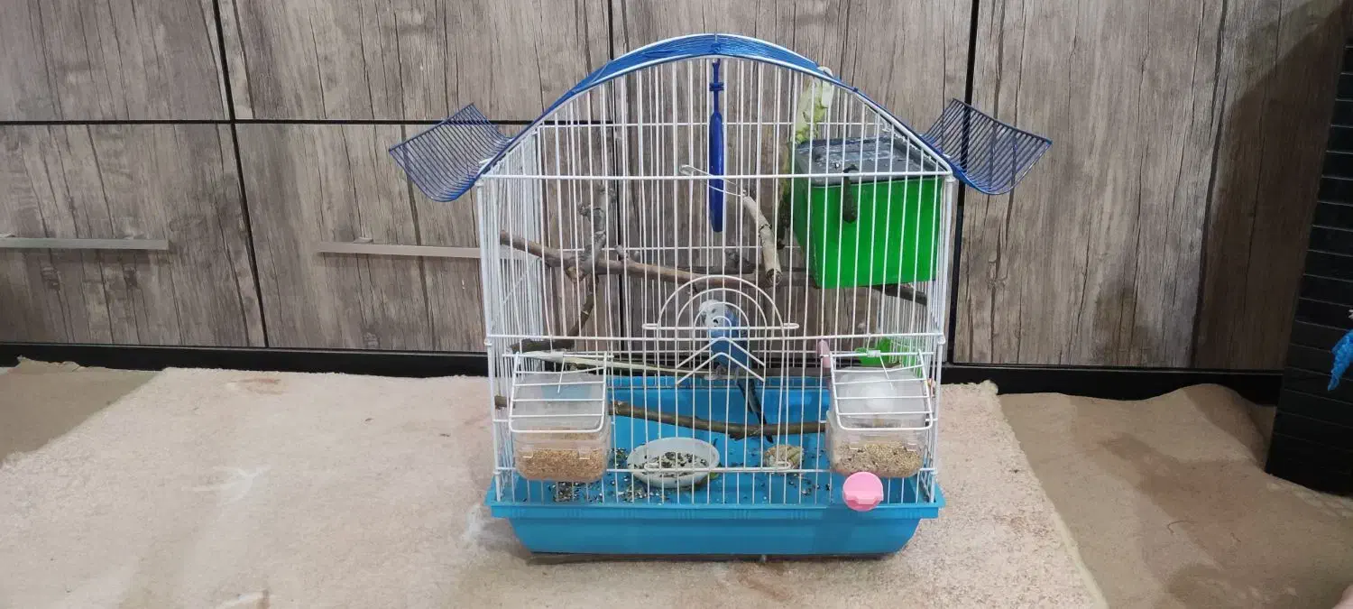 پرنده|پرنده|مریوان, |دیوار