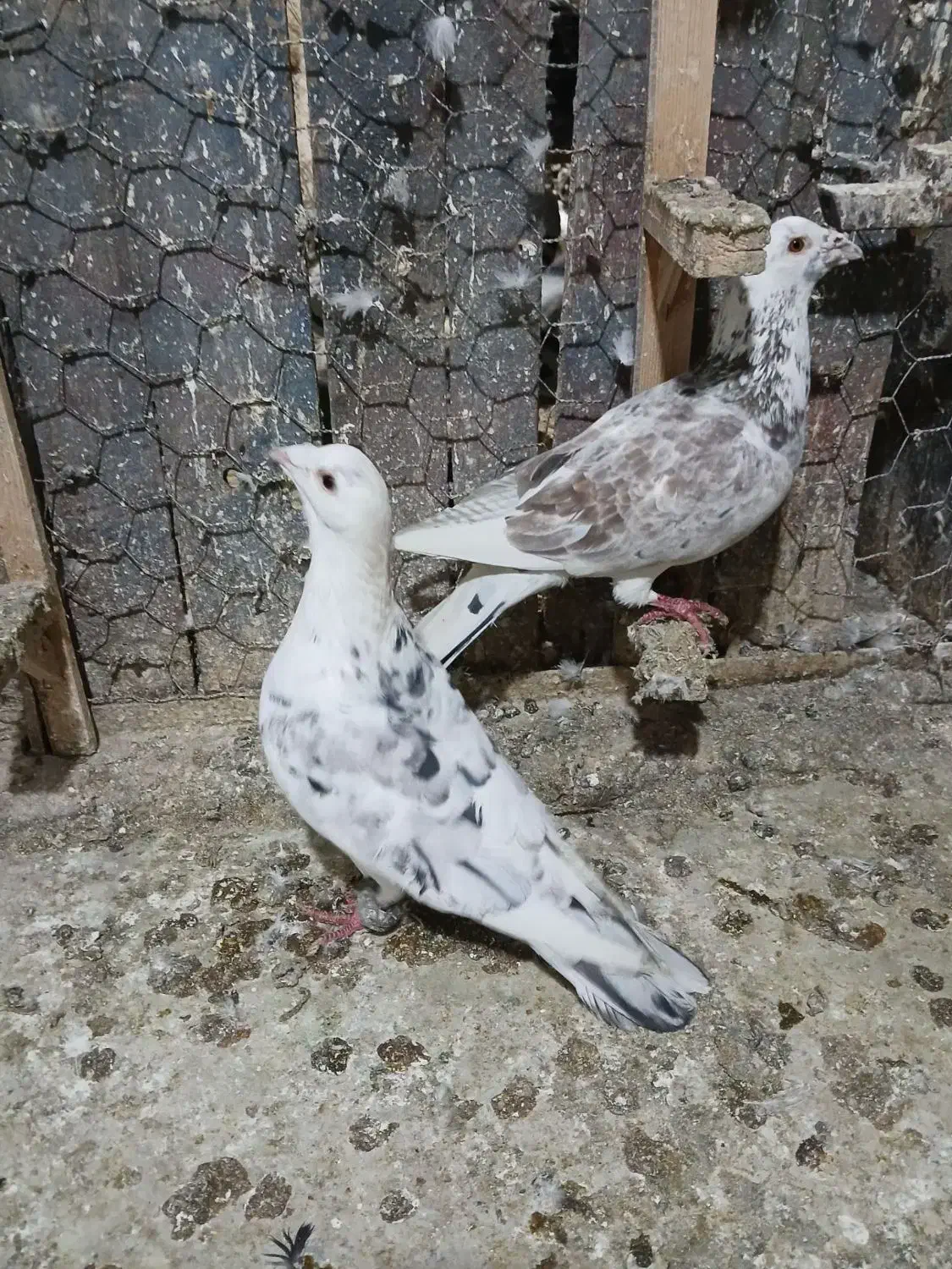 انگشتر  کفتر|کلکسیون و سرگرمی|مشهد, ایثار|دیوار