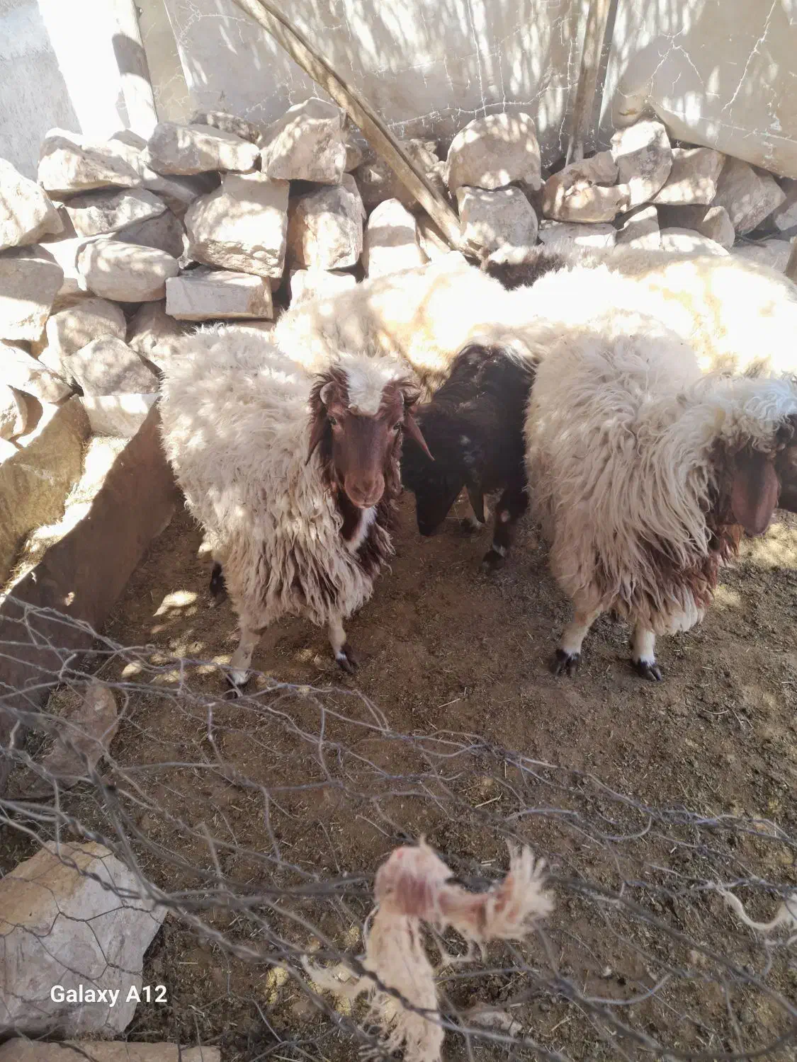 بره نر|حیوانات مزرعه|طرهان, |دیوار