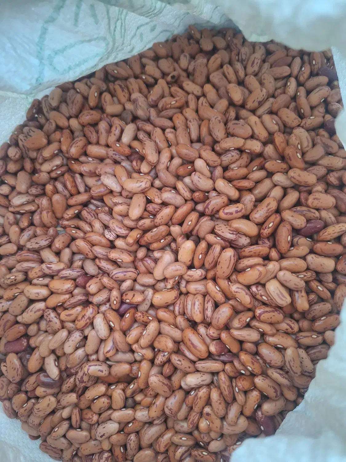 لوبیاچیتی|خوردنی و آشامیدنی|خورموج, |دیوار