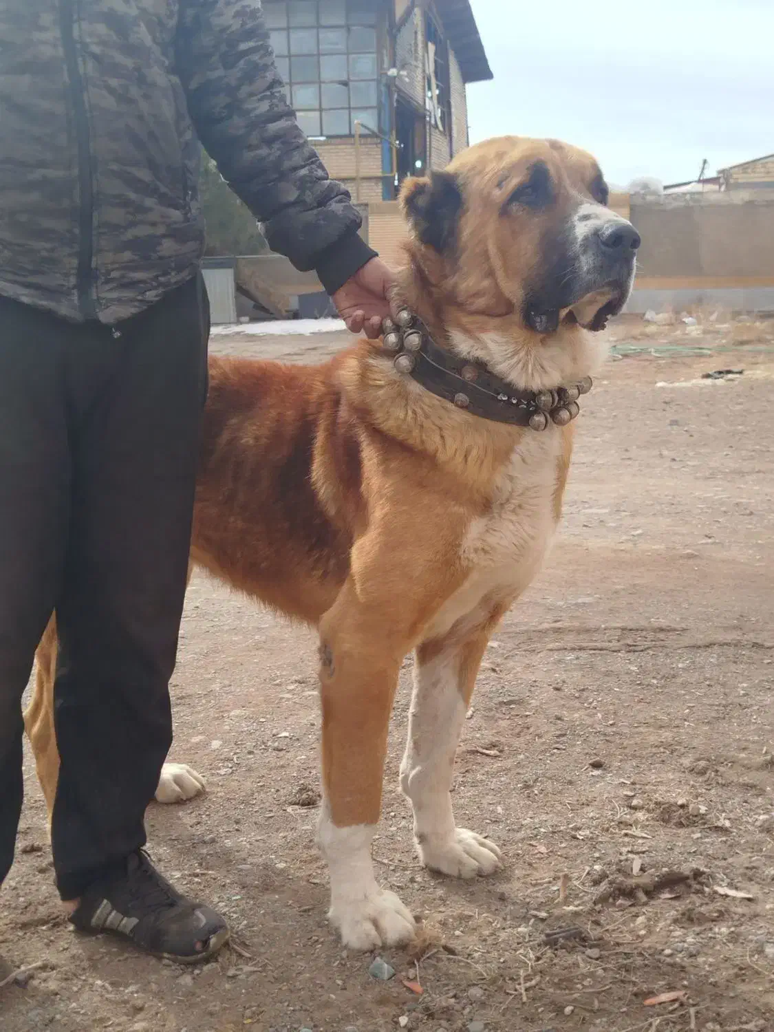 سگ نر|سگ|مشهد, رباط طرق|دیوار