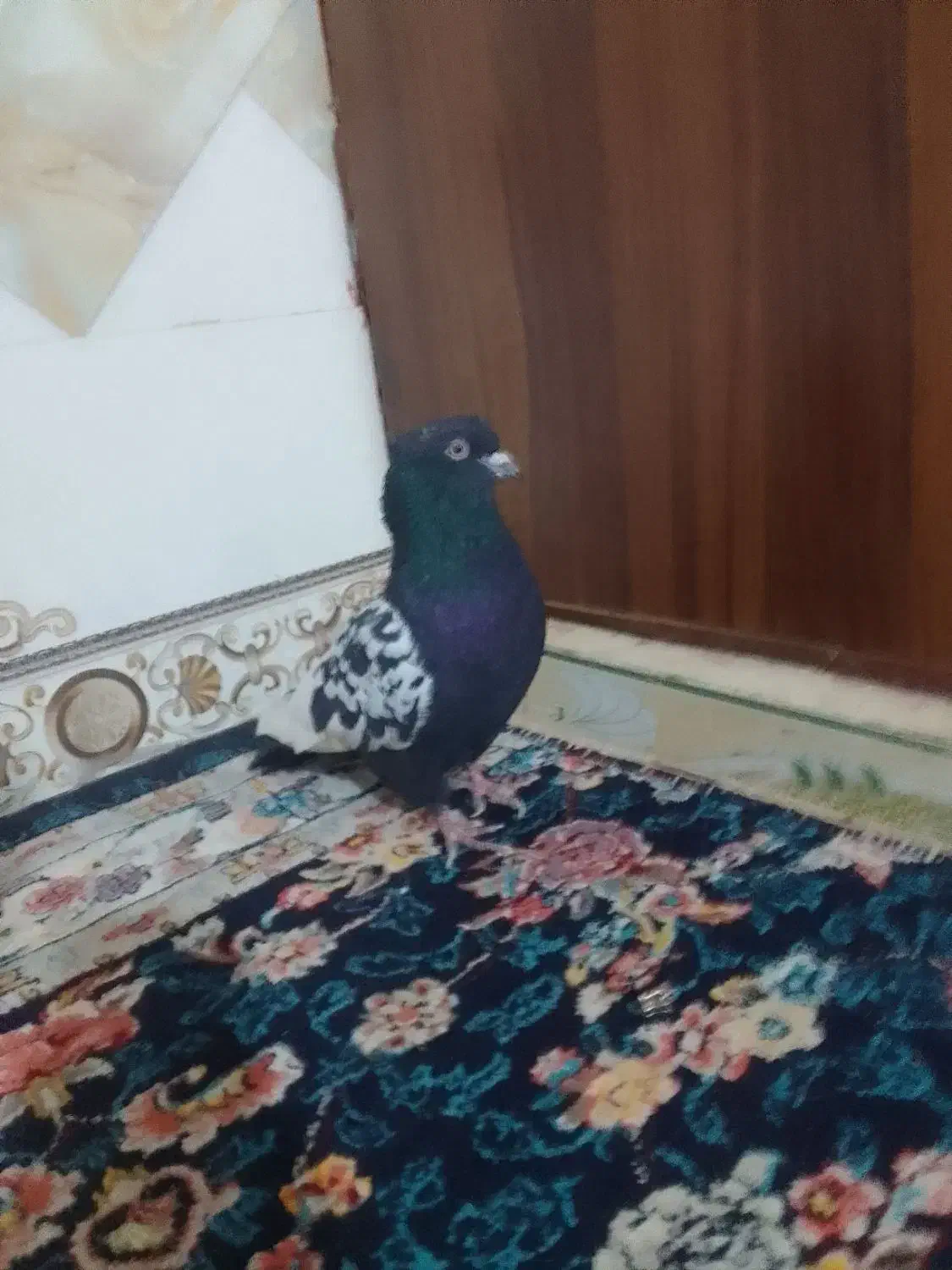 کبوتر|پرنده|هیرمند, |دیوار