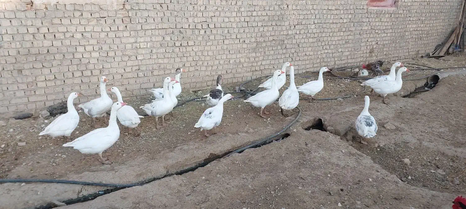 غاز بالغ جوان فروشی با قیمت خیلی مناسب فروش فوری|حیوانات مزرعه|قم, شهرک توانیر|دیوار