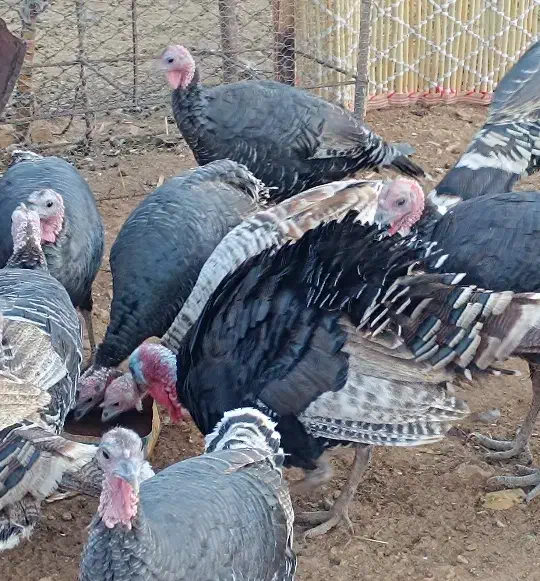 بوقلمون|حیوانات مزرعه|آبدانان, |دیوار