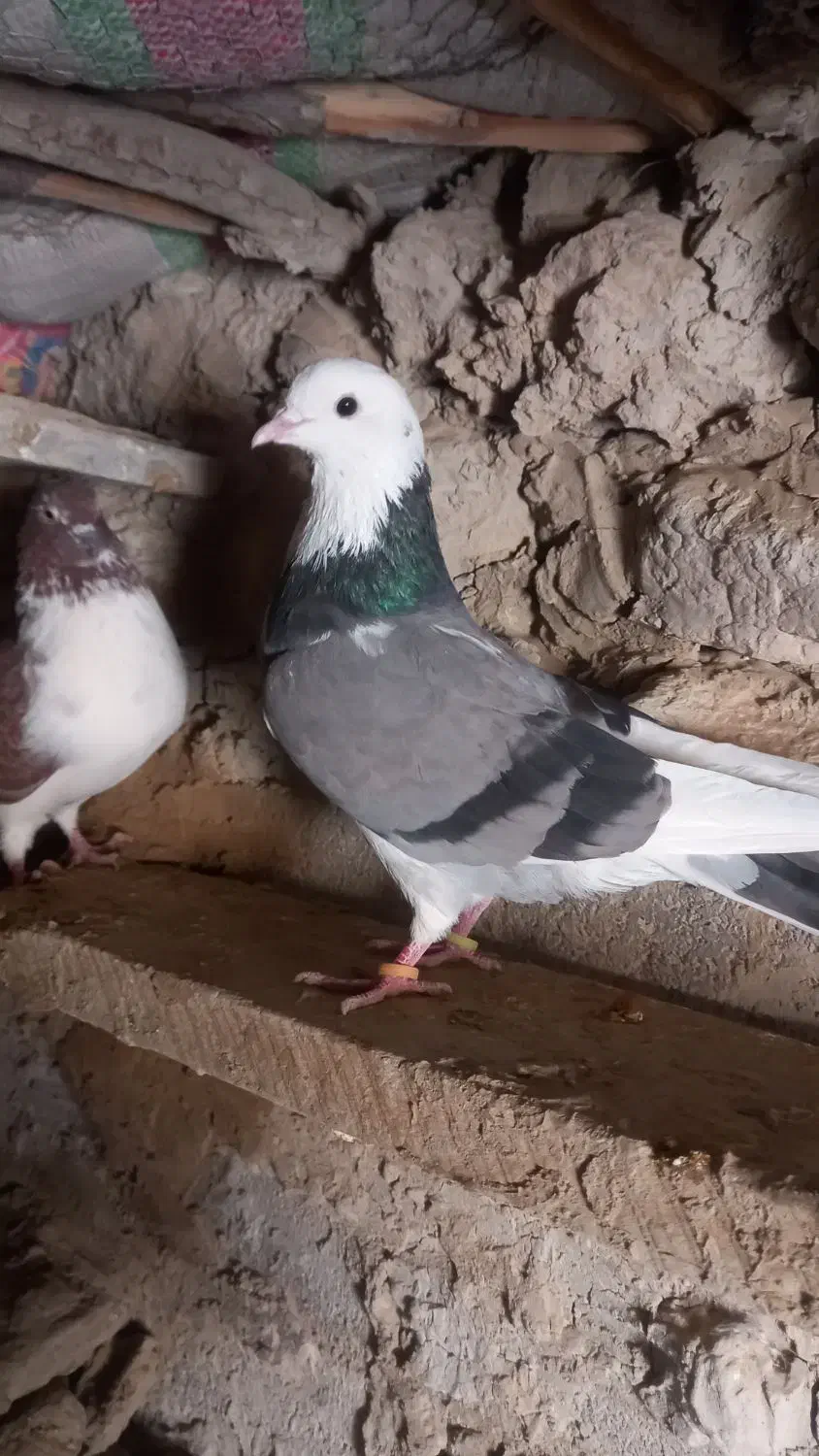 پنج کبوتر ملاقی|پرنده|قرقری, |دیوار