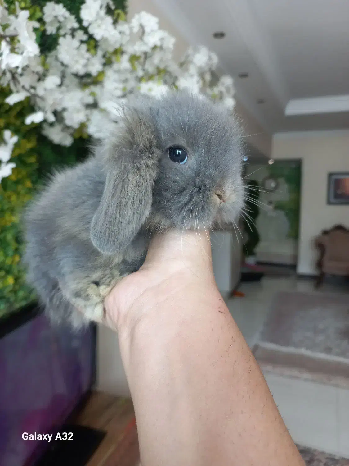 خرگوش های لوپی خانگی مسترمینی لوپ|موش و خرگوش|تهران, مرزداران|دیوار