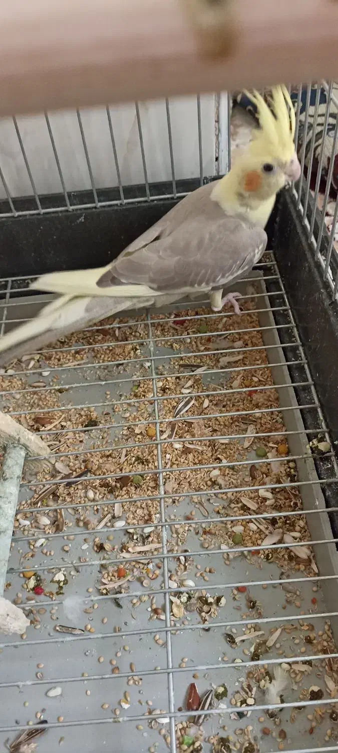 عروس هلندی جوجه|پرنده|بهارستان, |دیوار