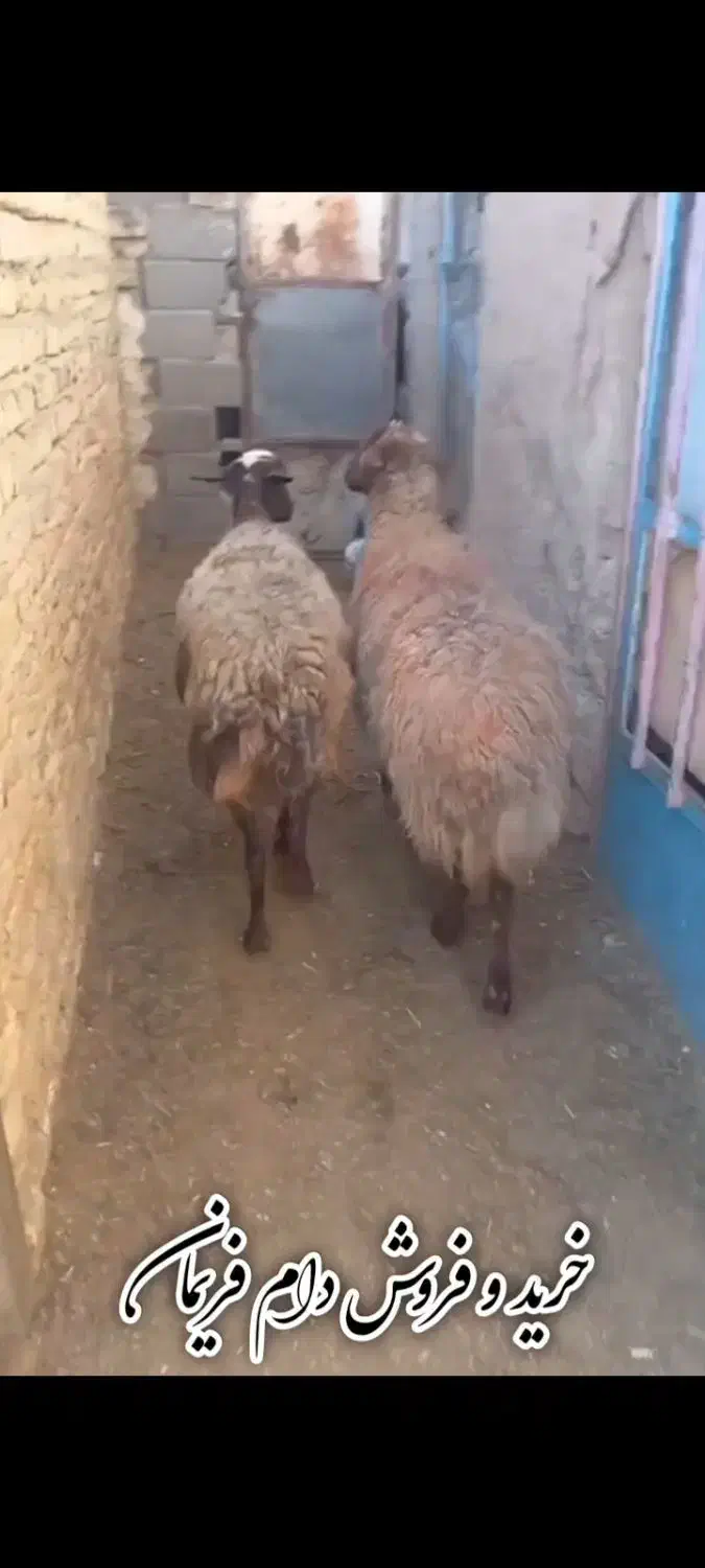 میش بره دار و میش سر سینه|حیوانات مزرعه|مشهد, شهرک ابوذر|دیوار