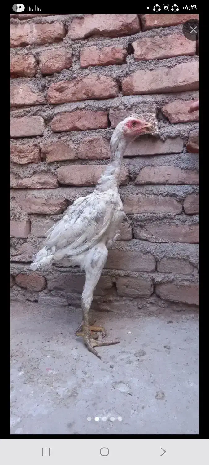 لاری|حیوانات مزرعه|اهر, |دیوار