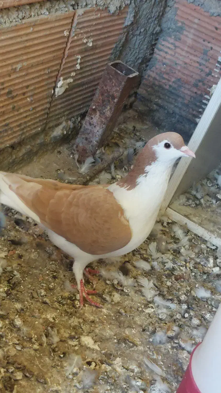 کفتر ساده|پرنده|مینودشت, |دیوار