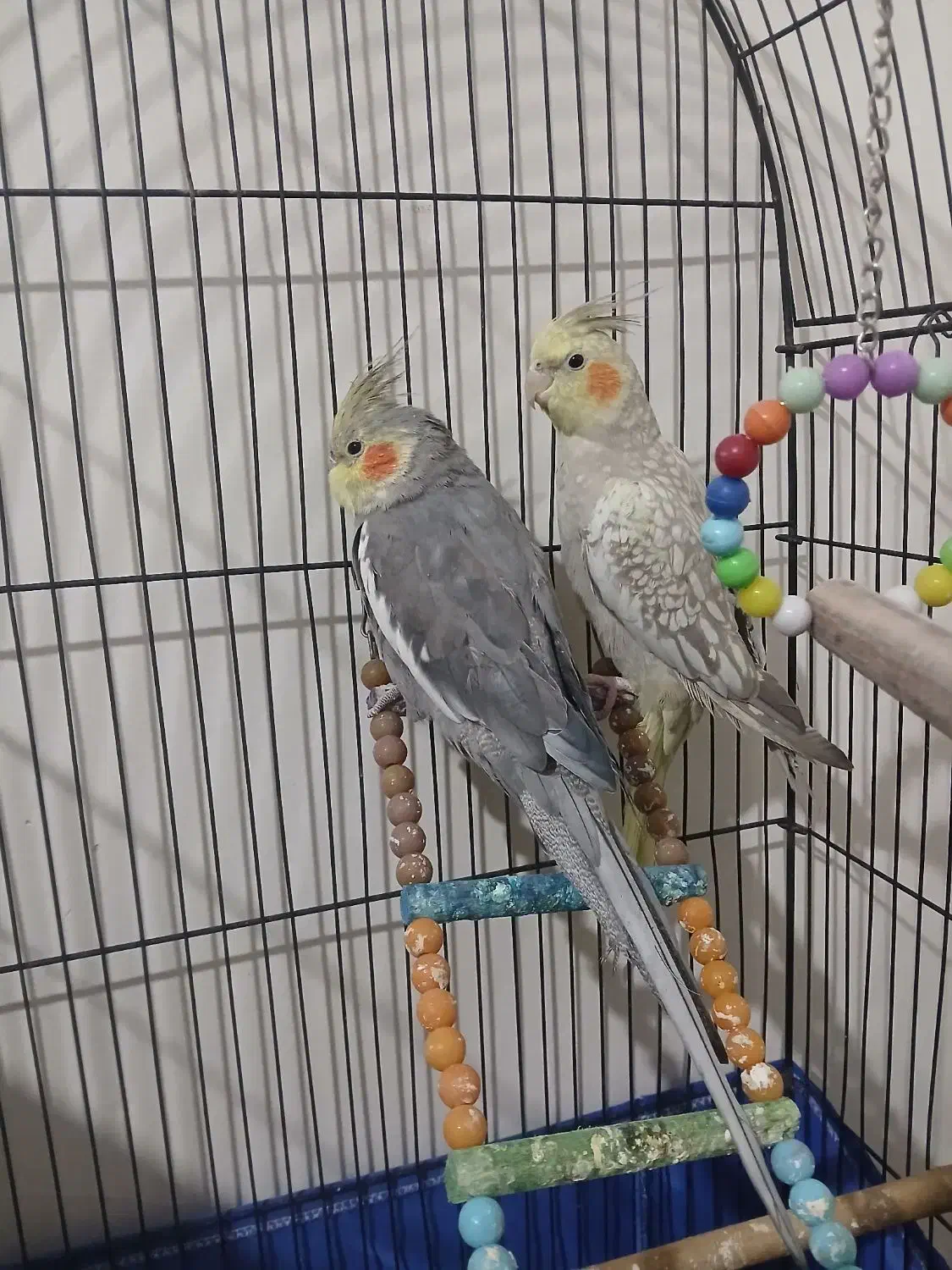 عروس هلندی سخنگو|پرنده|تهران, شهرک رضویه|دیوار