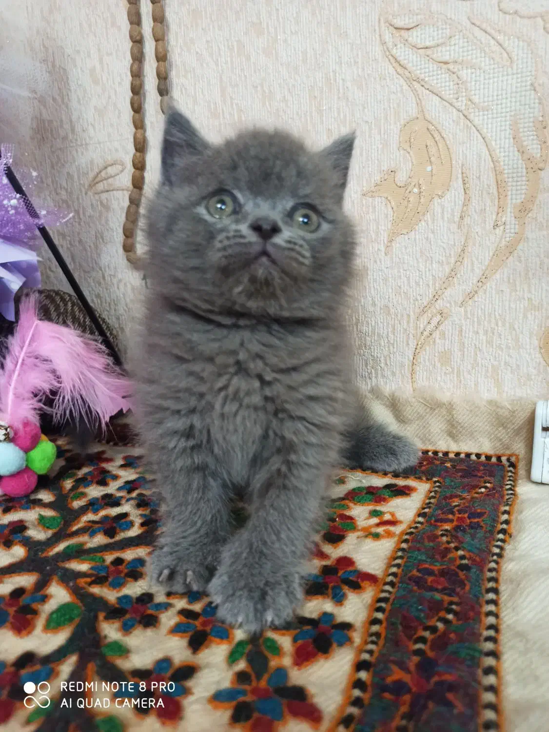 دخترو پسر اسکاتیش و بریتیش بلو|گربه|شیراز, معالیآباد|دیوار