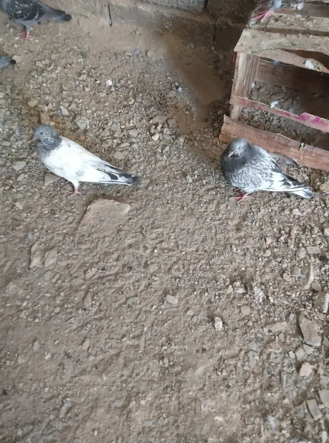 کفتر سرخ نر|پرنده|سراوان, |دیوار