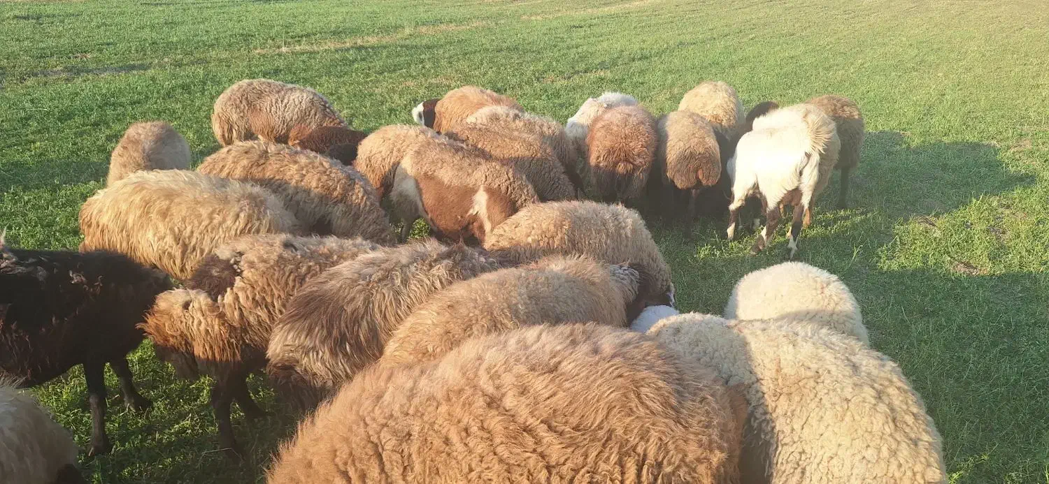 گوسفند بره دار و ابستن|حیوانات مزرعه|کرمانشاه, |دیوار