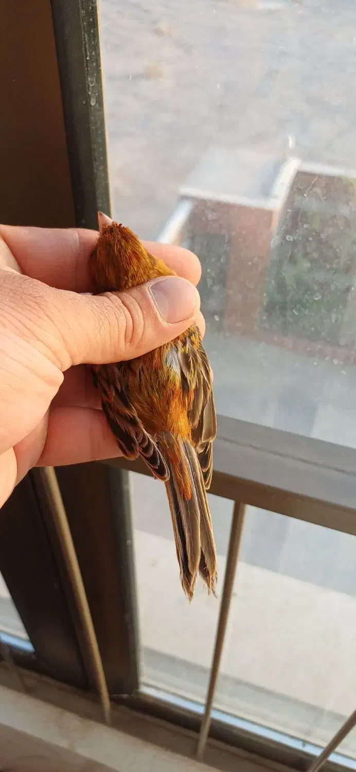 قناری سوخته سرخ نگرو نره مست|پرنده|شاهین‌شهر, شهرک امام علی|دیوار