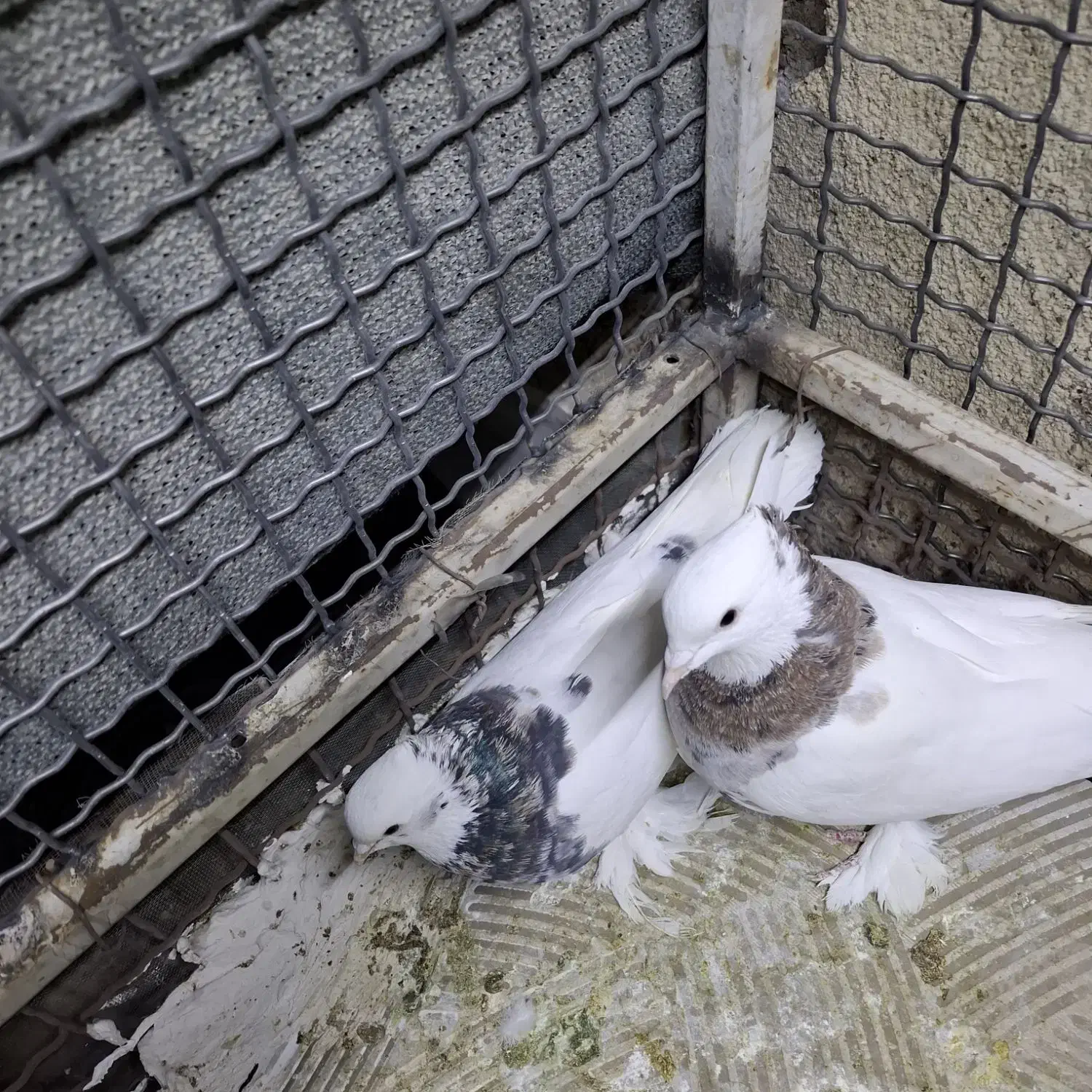 کبوترطوقی پایر قیمت مقطوع ۲میلیون|پرنده|فسا, |دیوار