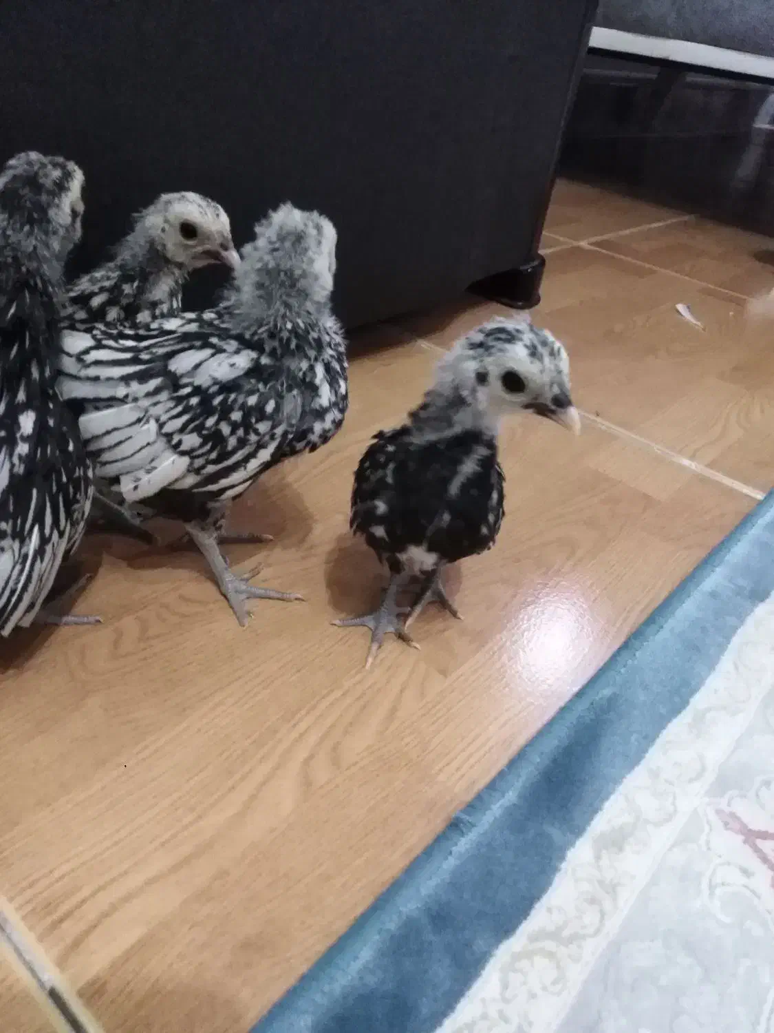 جوجه مینیاتوری|حیوانات مزرعه|کرج, حصارک بالا|دیوار