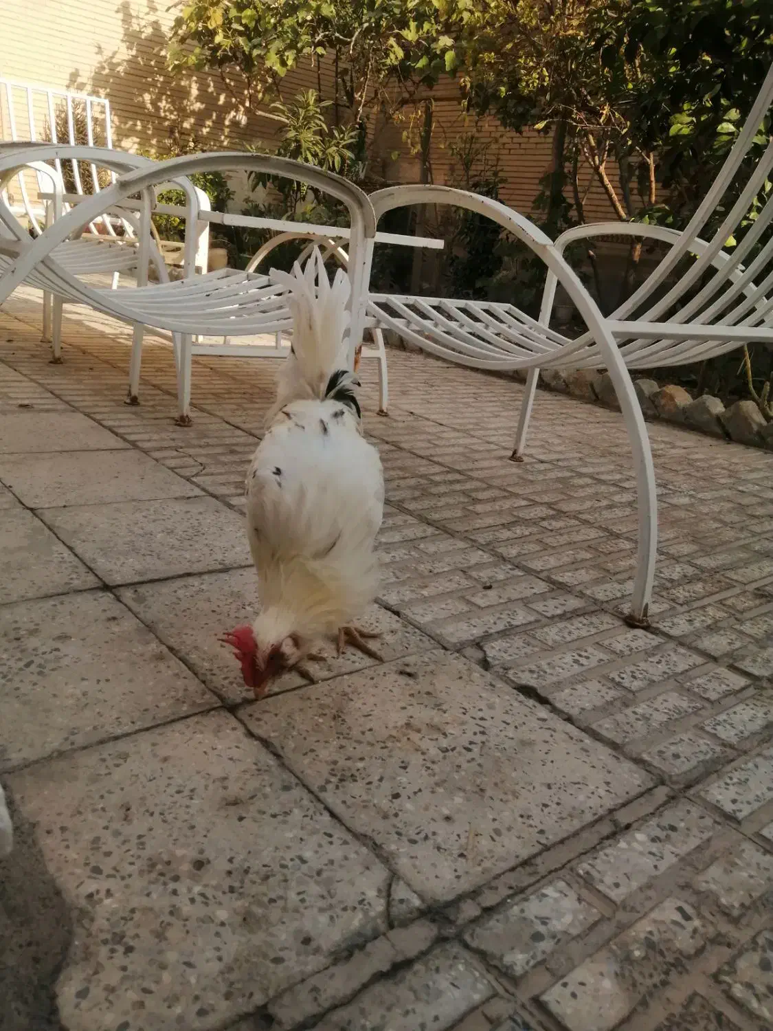 خروس گلین|حیوانات مزرعه|شاهین‌شهر, عطار|دیوار