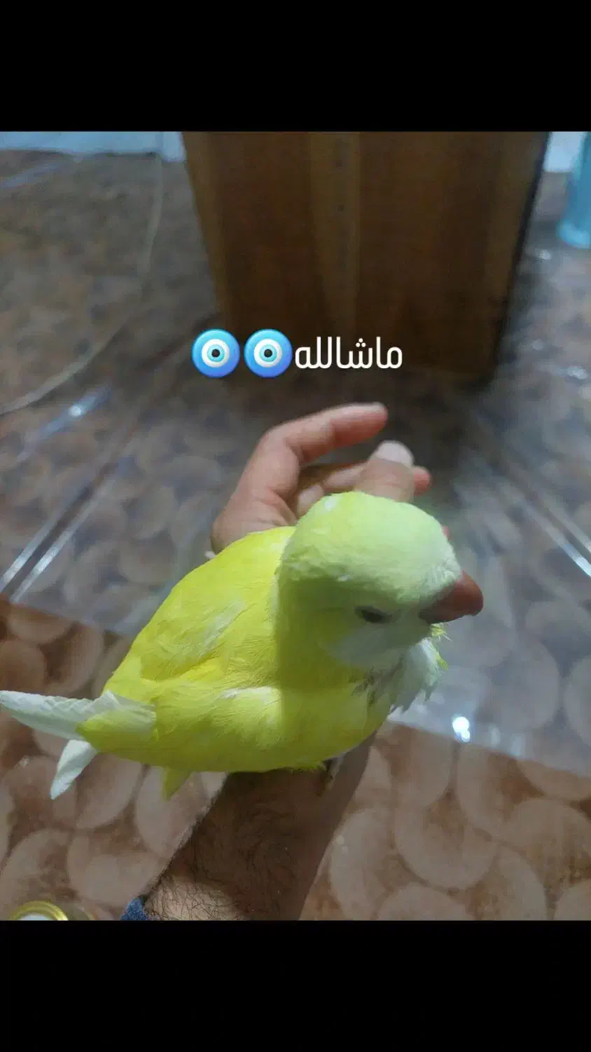 راهب گرینچیک خورشیدی طوطی|پرنده|بیرجند, |دیوار