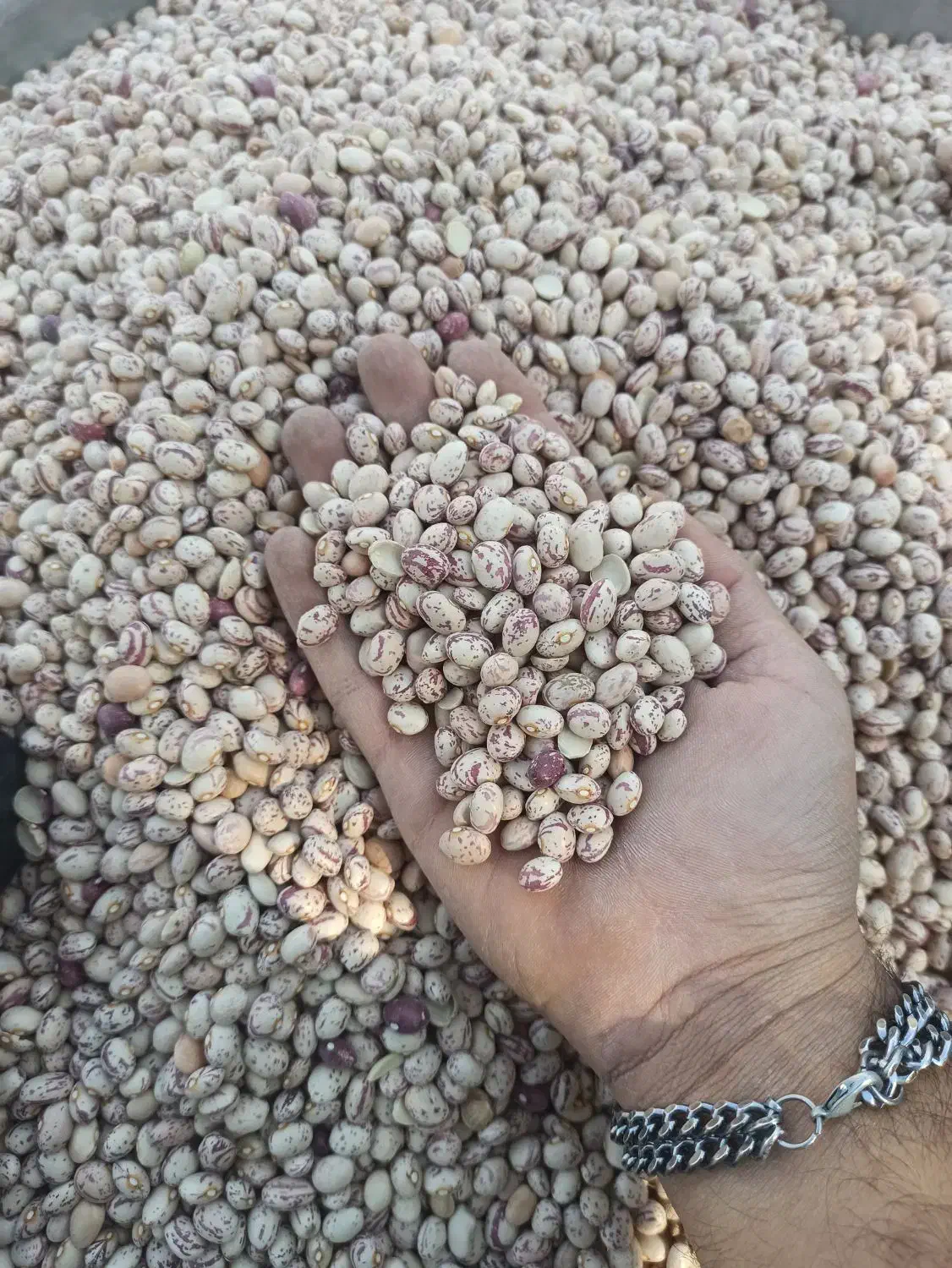 لوبیا چیتی درجه یک مناسب|خوردنی و آشامیدنی|برازجان, |دیوار