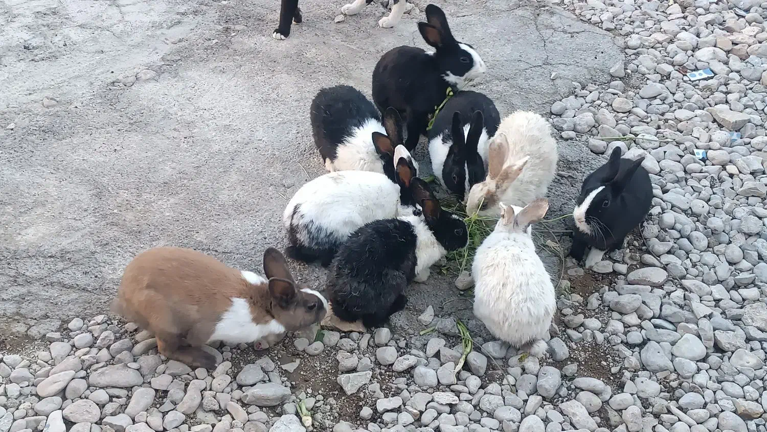 خرگوش|موش و خرگوش|دهدشت, |دیوار