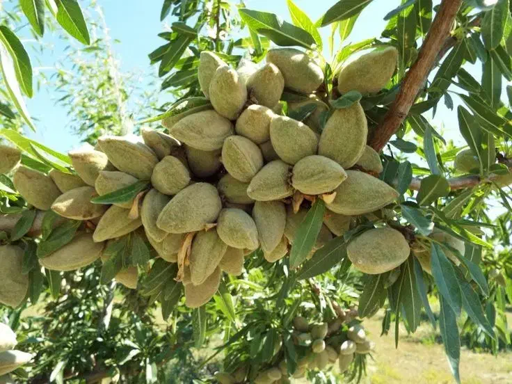 نهال بادام و گردو پربار و زودبازده لیبلدار|خدمات باغبانی و درختکاری|مرودشت, ثبت احوال|دیوار