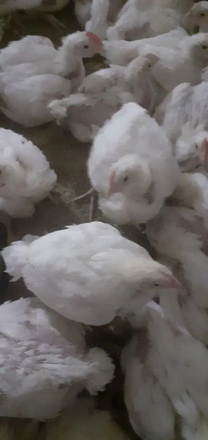 کاگر مرغداری /نیرو کار کار|استخدام صنعتی، فنی، مهندسی|آزادشهر, |دیوار