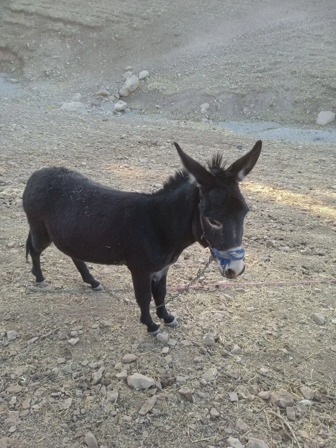 الاغ نر|حیوانات مزرعه|سیوان, |دیوار