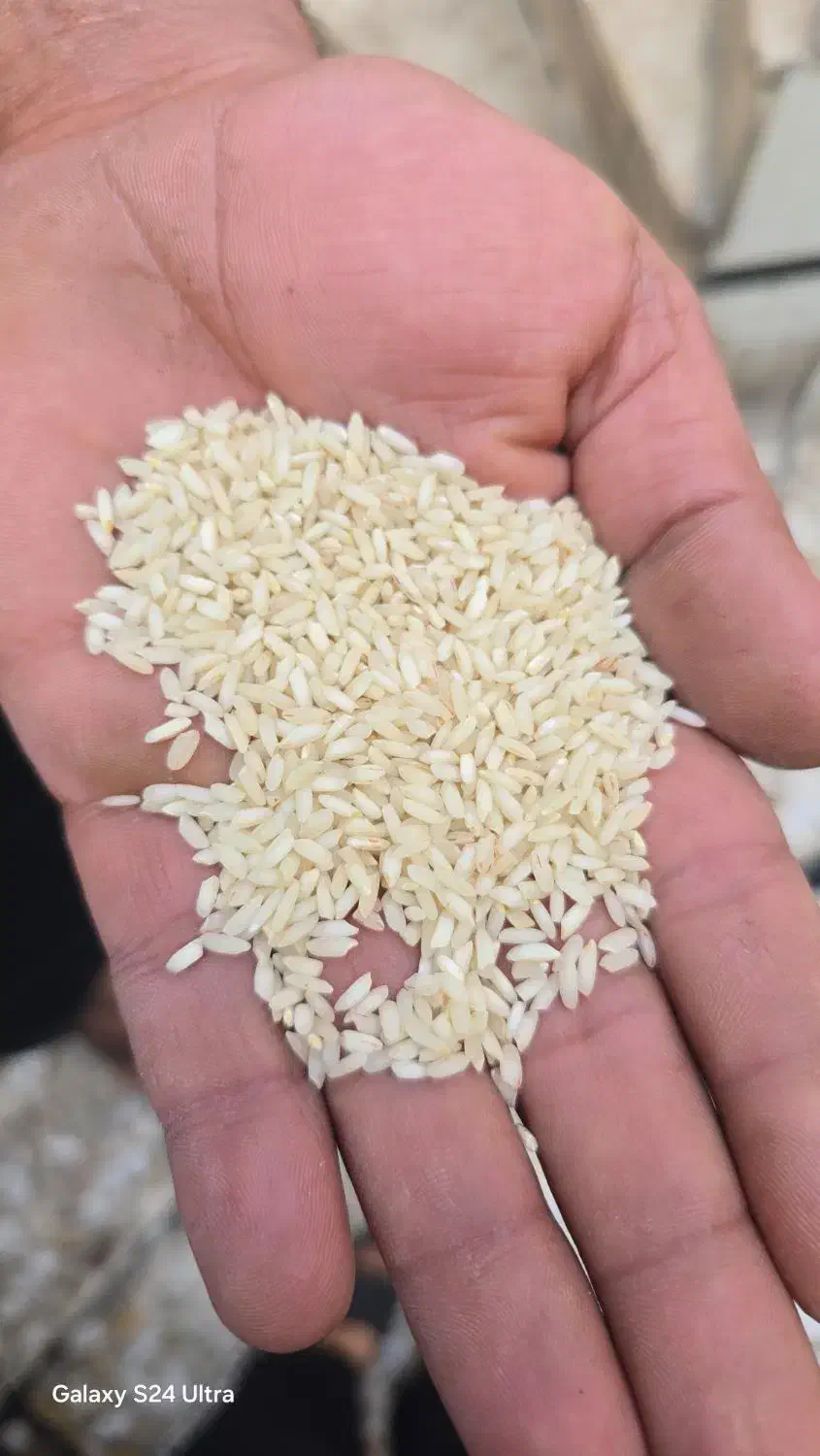 برنج درجه یک عنبربو|خوردنی و آشامیدنی|شوشتر, |دیوار