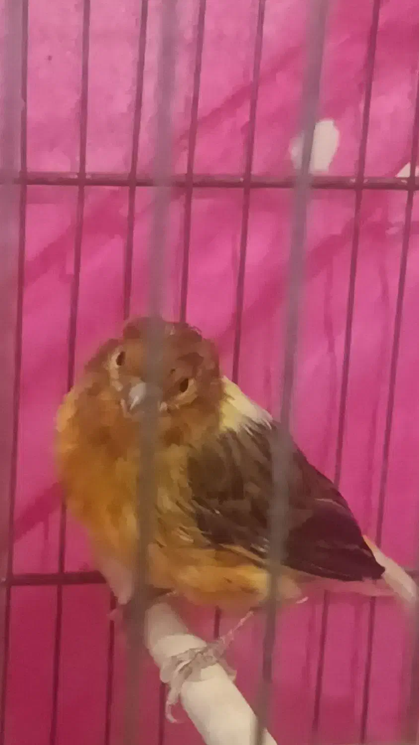 فروش قناری و|پرنده|مرودشت, فرهنگ|دیوار