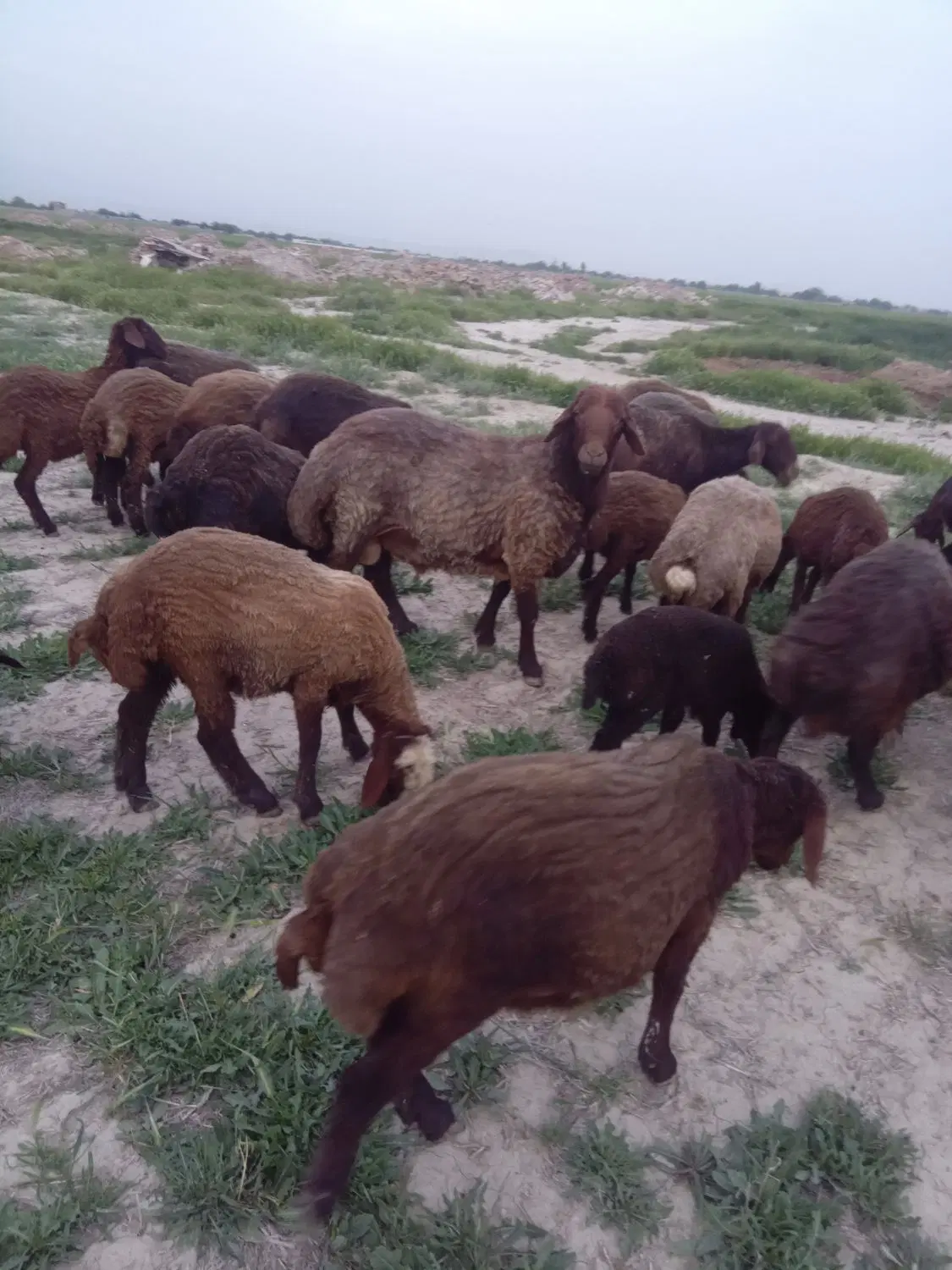 همو|حیوانات مزرعه|چناران, |دیوار