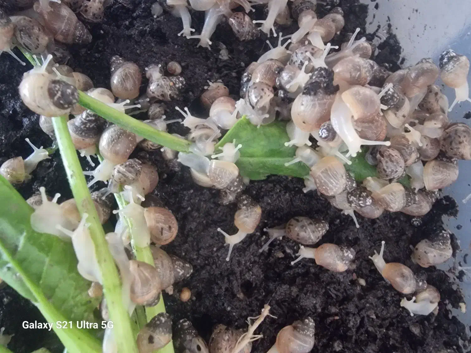 حلزون البینو|خزنده|قم, پردیسان|دیوار