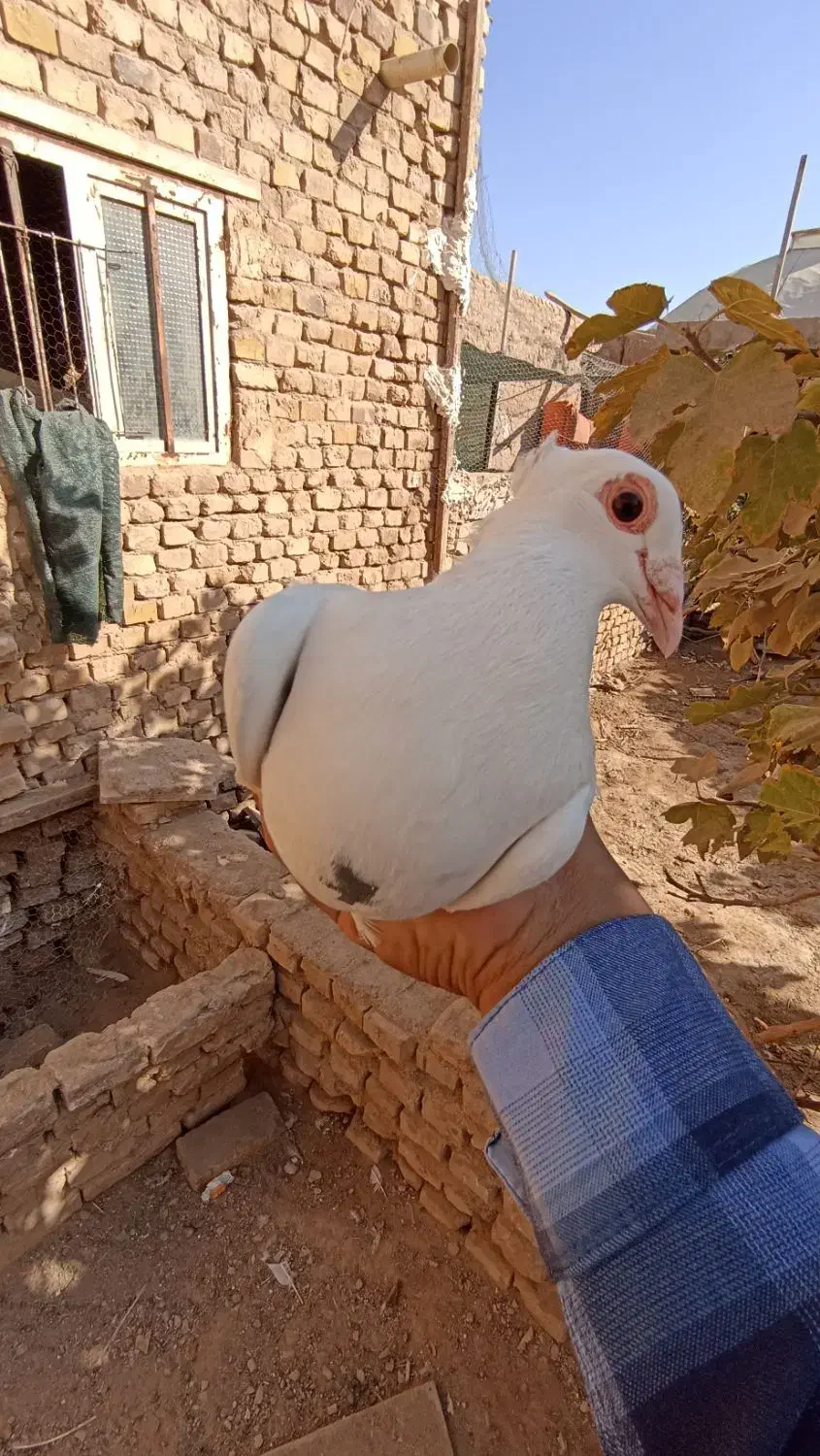 کفتر|پرنده|اشکذر, |دیوار