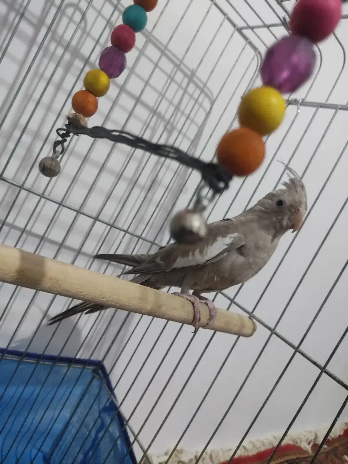 حیوانات خانگی|پرنده|بکتاش, |دیوار