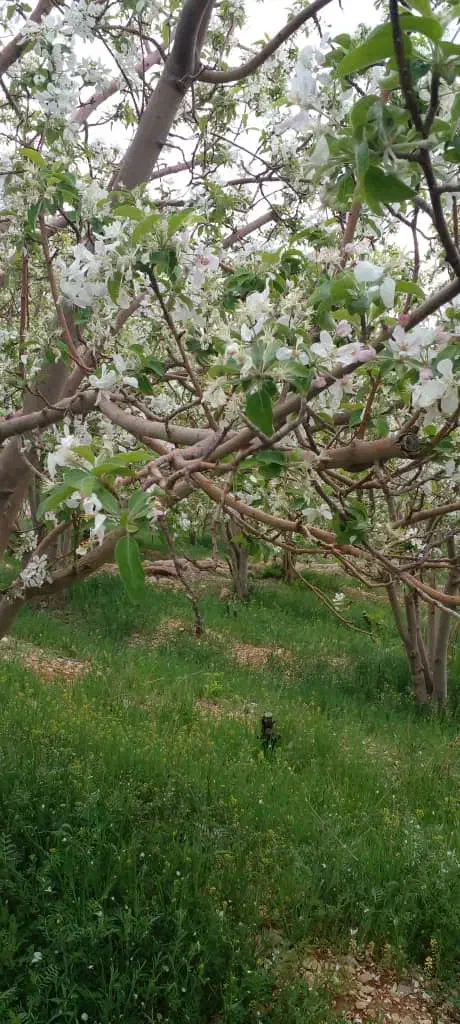 فروش باغ سپیدان برشنه بین ۱۰۰۰ متر تا ۳۷۰۰ متر|فروش زمین و ملک کلنگی|سپیدان, |دیوار