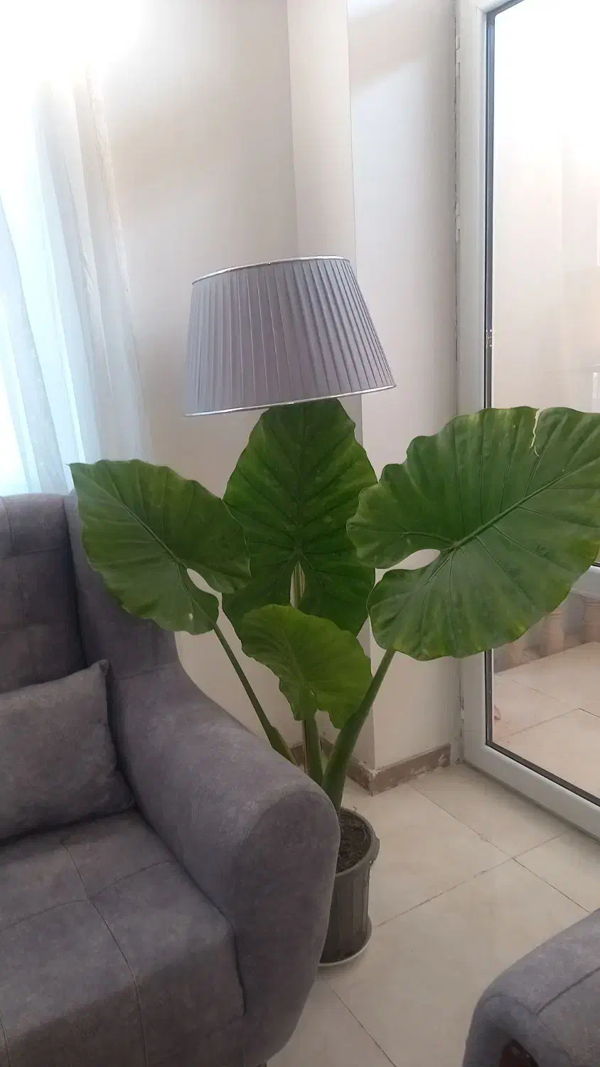 گل بابا ادم|گل و گیاه طبیعی|سیاهکل, |دیوار