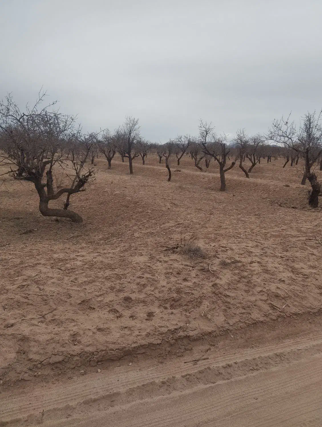 زمین|فروش زمین و ملک کلنگی|مهریز, |دیوار