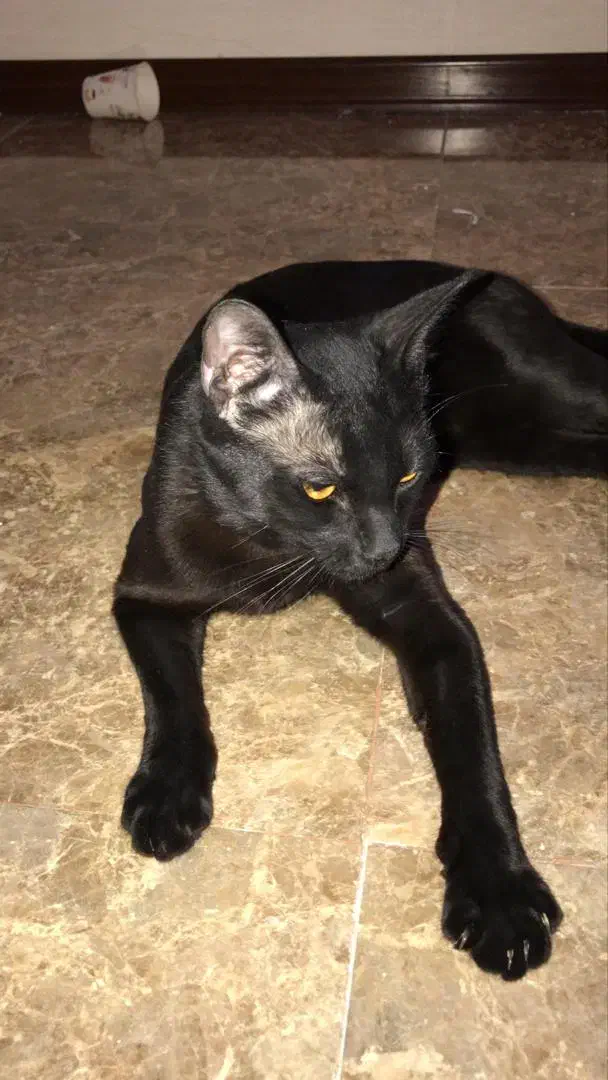 واگذاری فوری|گربه|اندیشه, اندیشه فاز ۴|دیوار